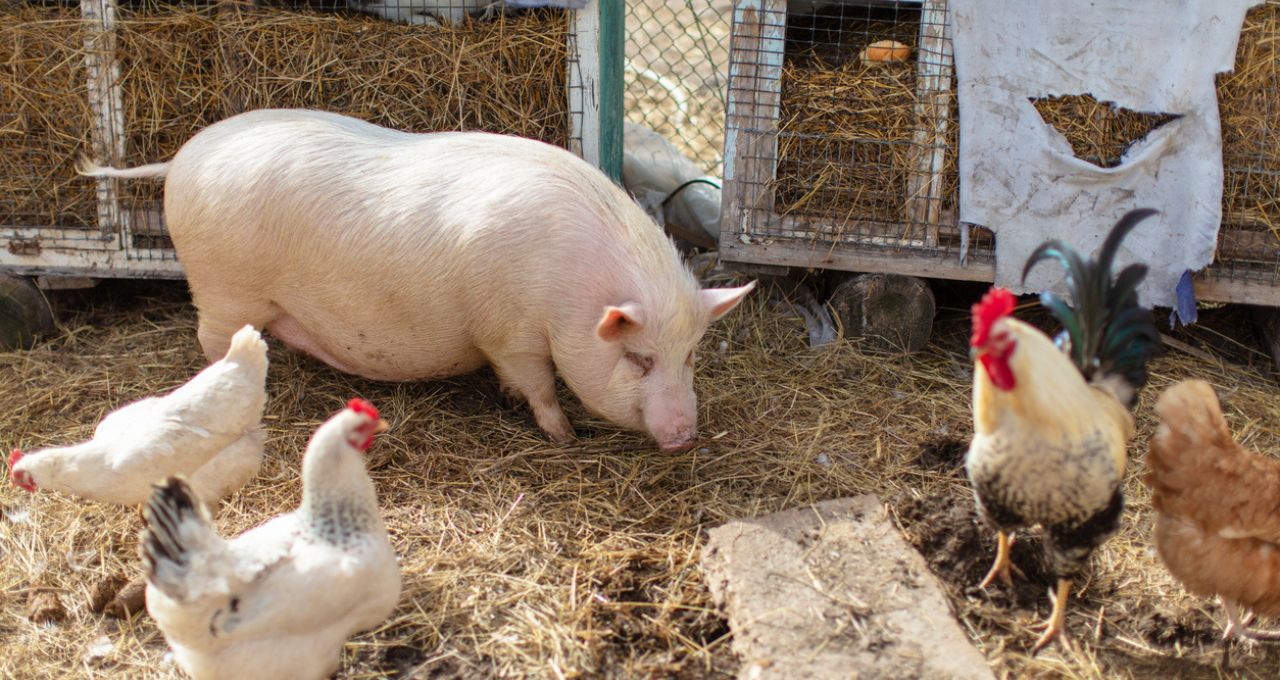 2026 será marcado por oferta de frango e forte crescimento para exportação de carne suína no Brasil