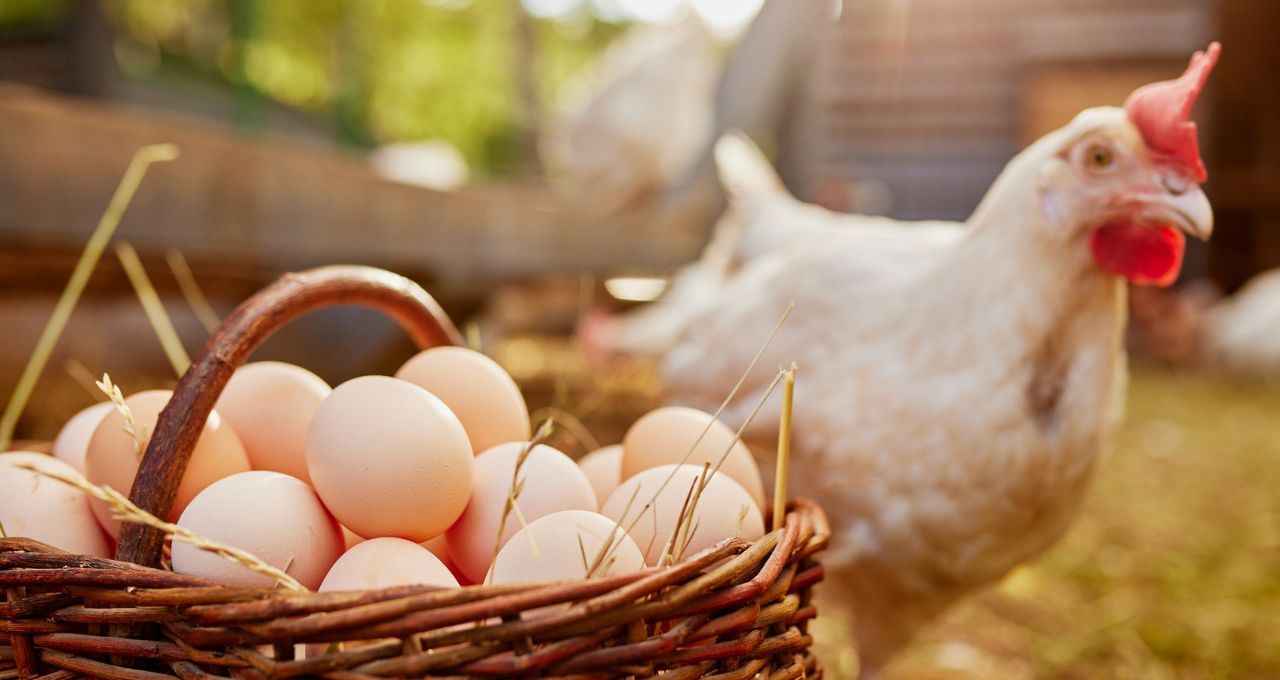 frango ovos pré-listing mbrf mbrf3