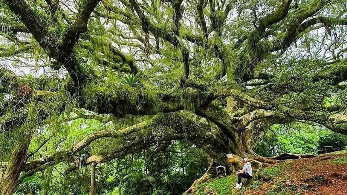 Maior figueira do mundo - Reprodução Instagram