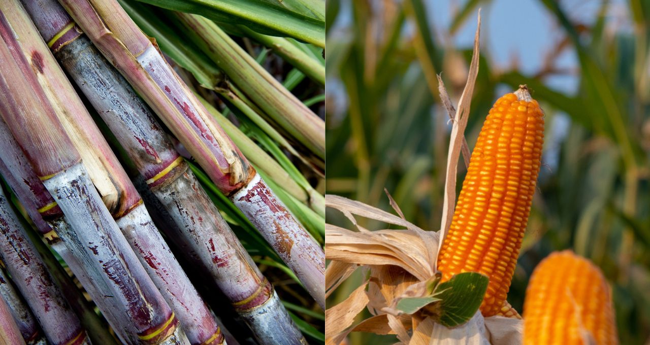 Milho cana-de-açúcar etanol