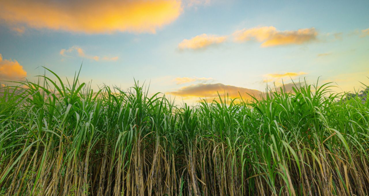 usinas cana-de-açúcar 2t26