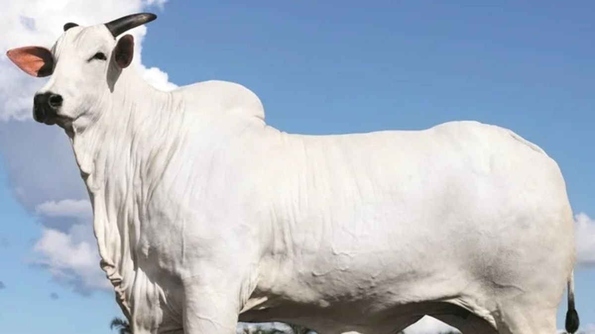 Vaca Donna. Imagem: divulgação