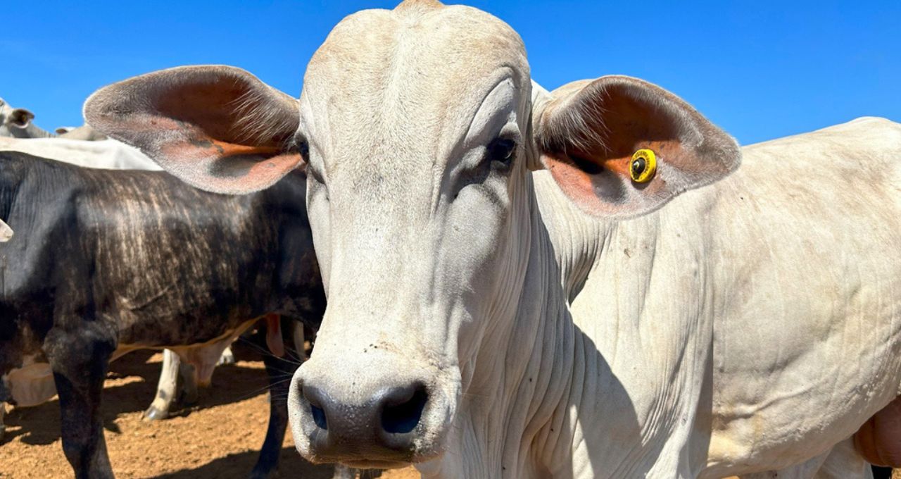 boi carne bovina china