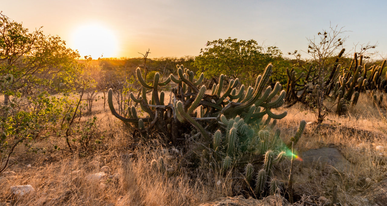 caatinga fundação idh bnb crédito produtor rural