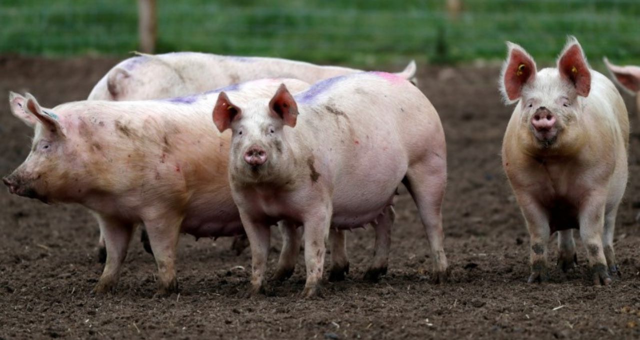 méxico carne suína