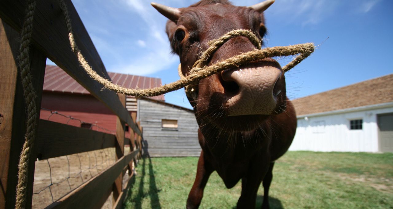 ações agronegócio boi