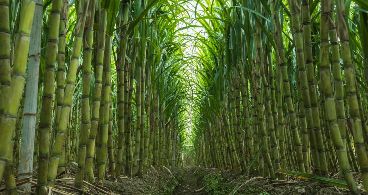 açúcar santander el niño