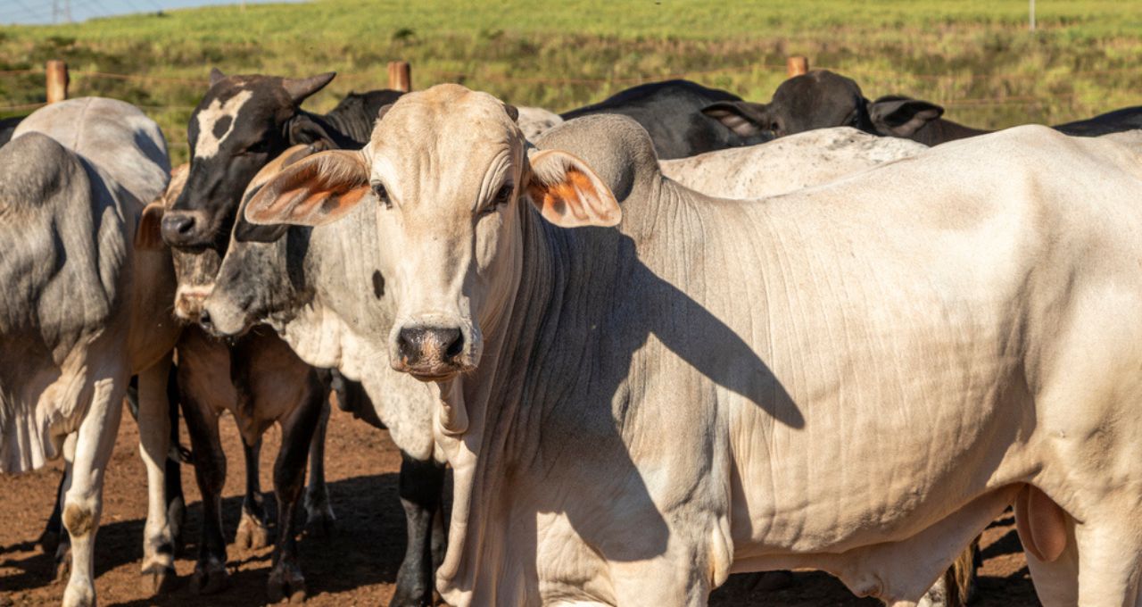 china boi carne bovina