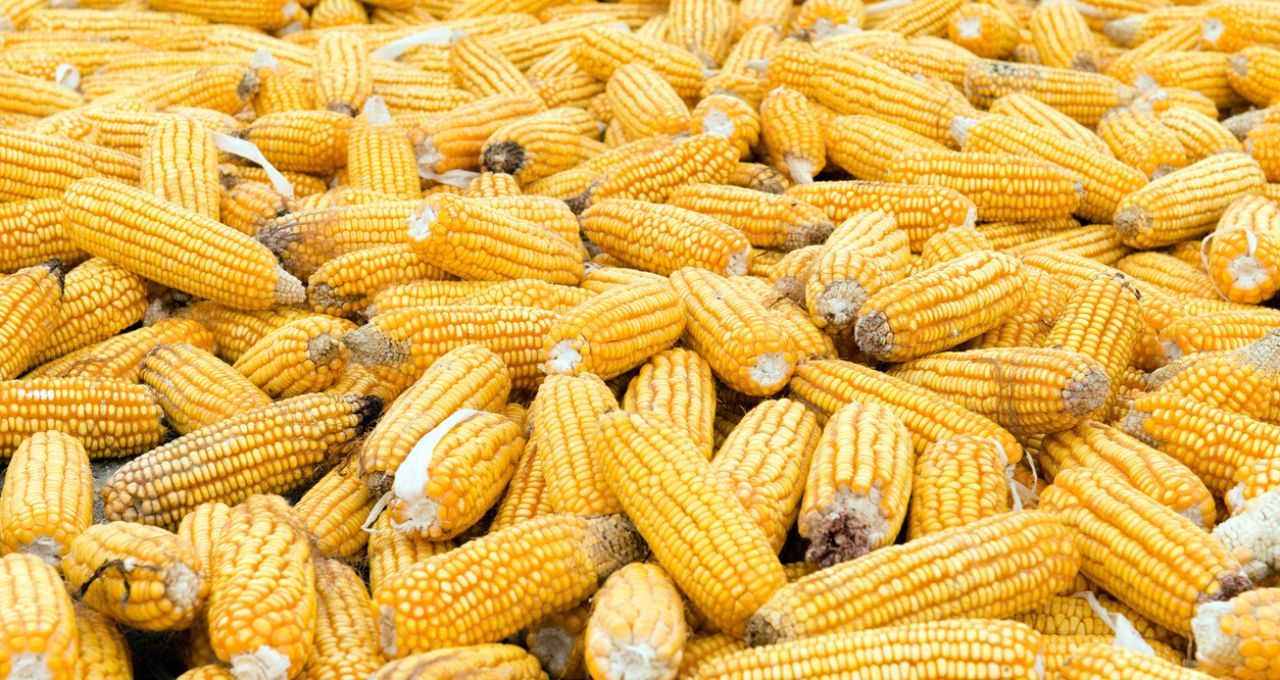 etanol de milho açúcar