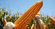 milho irã etanol usda