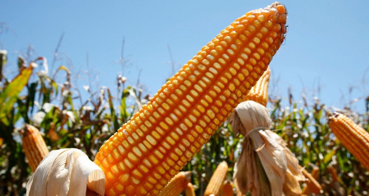 milho irã etanol usda