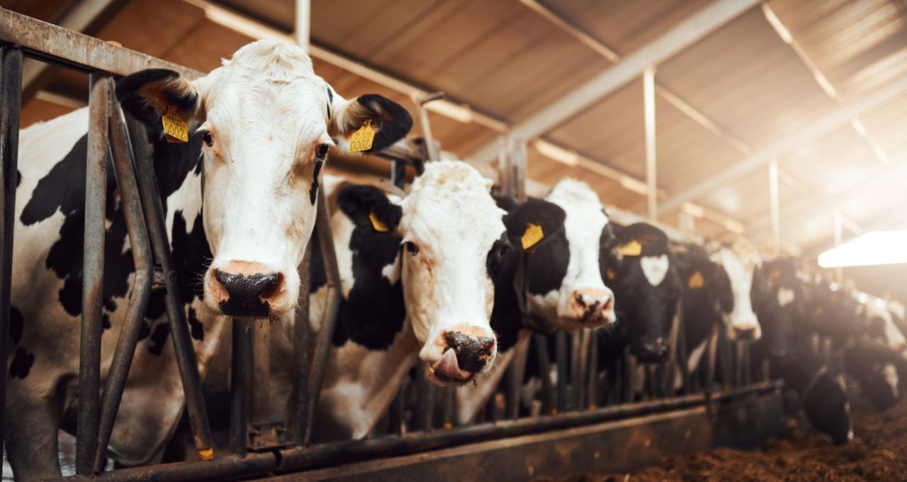 pecuária leiteira acordo mercosul união europeia