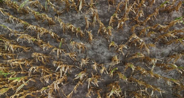 argentina agricultores