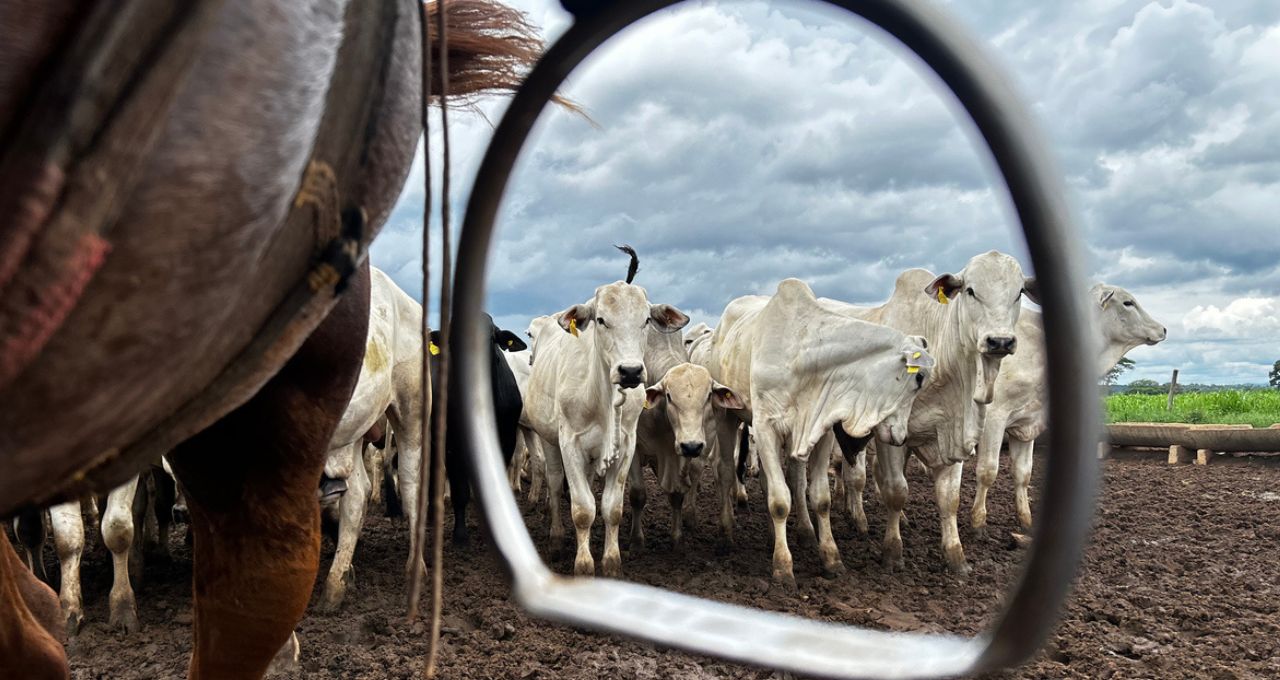 carne bovina china boi