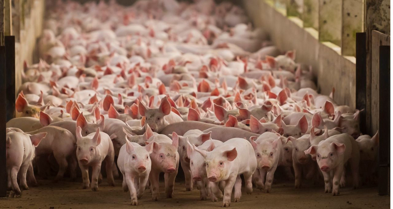 carne bovina suínos china