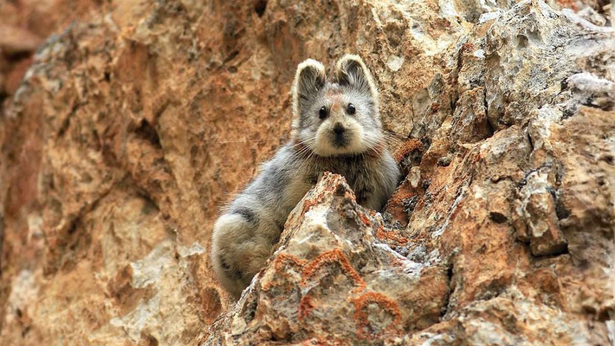 Pika-de-Ili está em risco de extinção - Divulgação