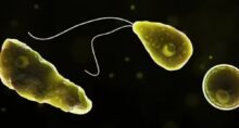 Naegleria fowleri, a 'ameba comedora de cérebros' — Foto: Centros de Controle e Prevenção de Doenças (CDC)
