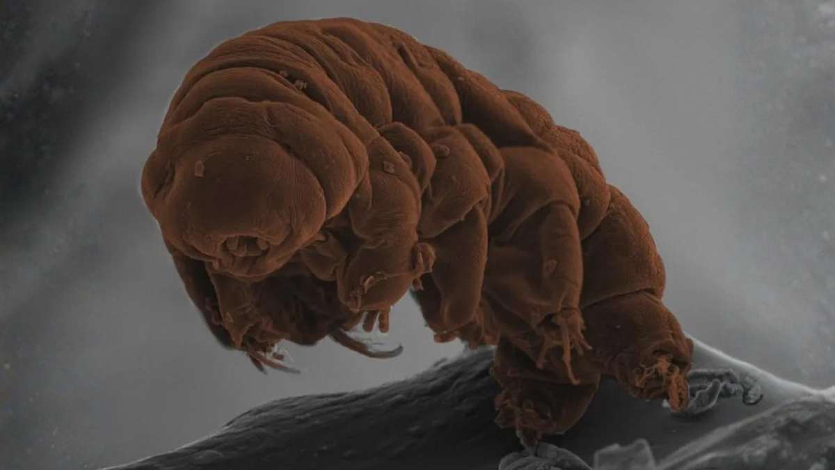 Ursos-d'água podem sobreviver 30 anos sem água, suportam o vácuo espacial e radiação letal — Foto Kazuharu Arakawa and Hiroki Higashiyama