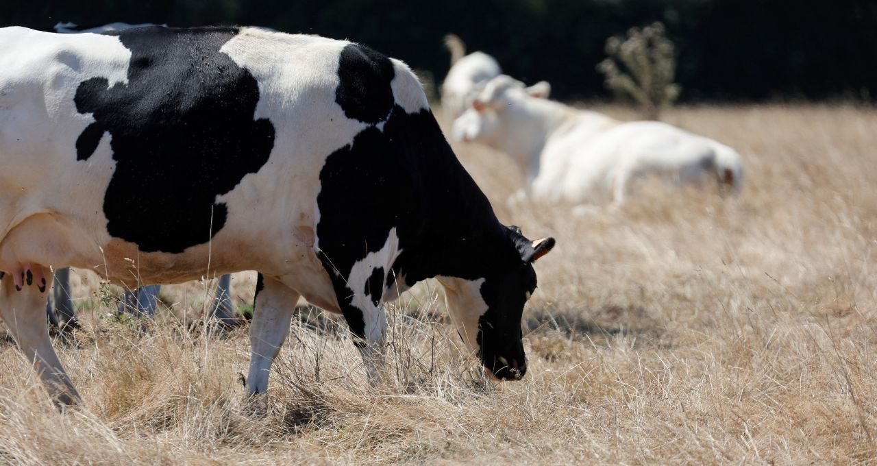 desmatamento carne bovina