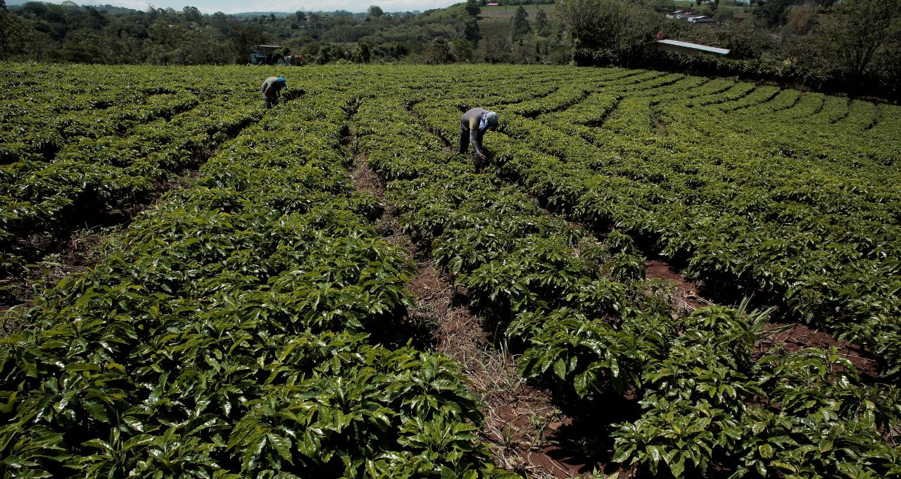 café cacau açúcar