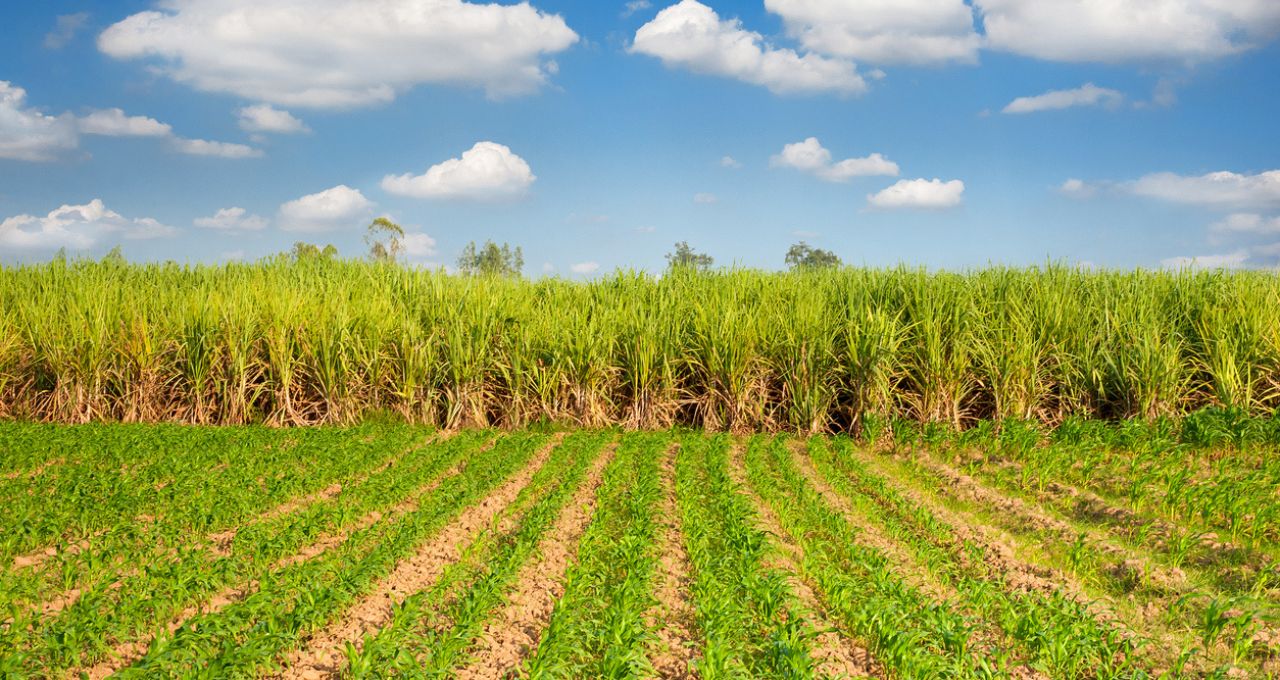 etanol milho cana-de-açúcar
