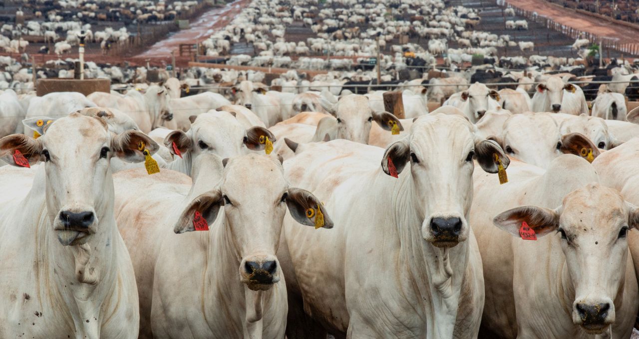 mbrf carne bovina mbrf3 boi uruguai