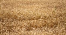 slc agrícola slce3 trigo