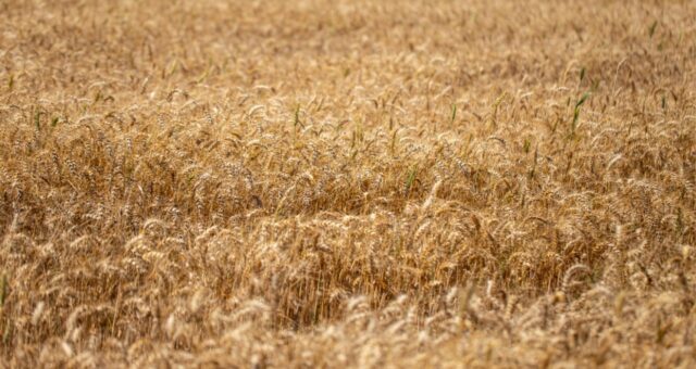 slc agrícola slce3 trigo