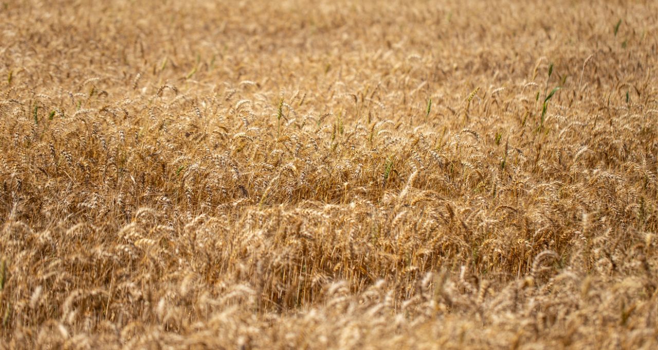 SLC Agrícola (SLCE3) aposta em 'gramínea premium' no Cerrado, que dispara em 2026 – Money