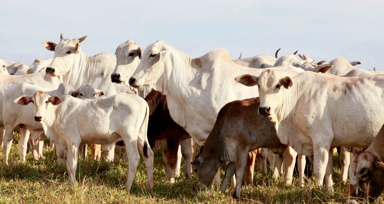 Gado no pasto na fazenda