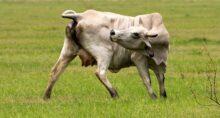 boi usda bezerro parasita doença usda