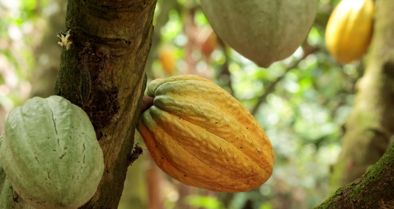 cacau açúcar café