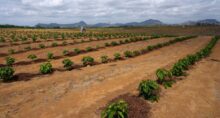 Plantação de café em São Domingos do Norte, no estado do Espírito Santo