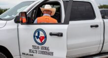 Pecuaristas do Texas estão em alerta após a detecção de parasita em bezerro
