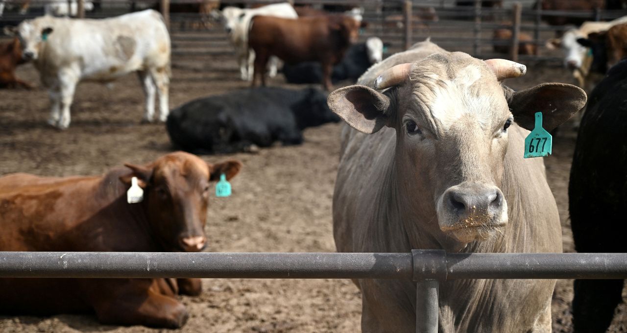 carnes usda boi trump