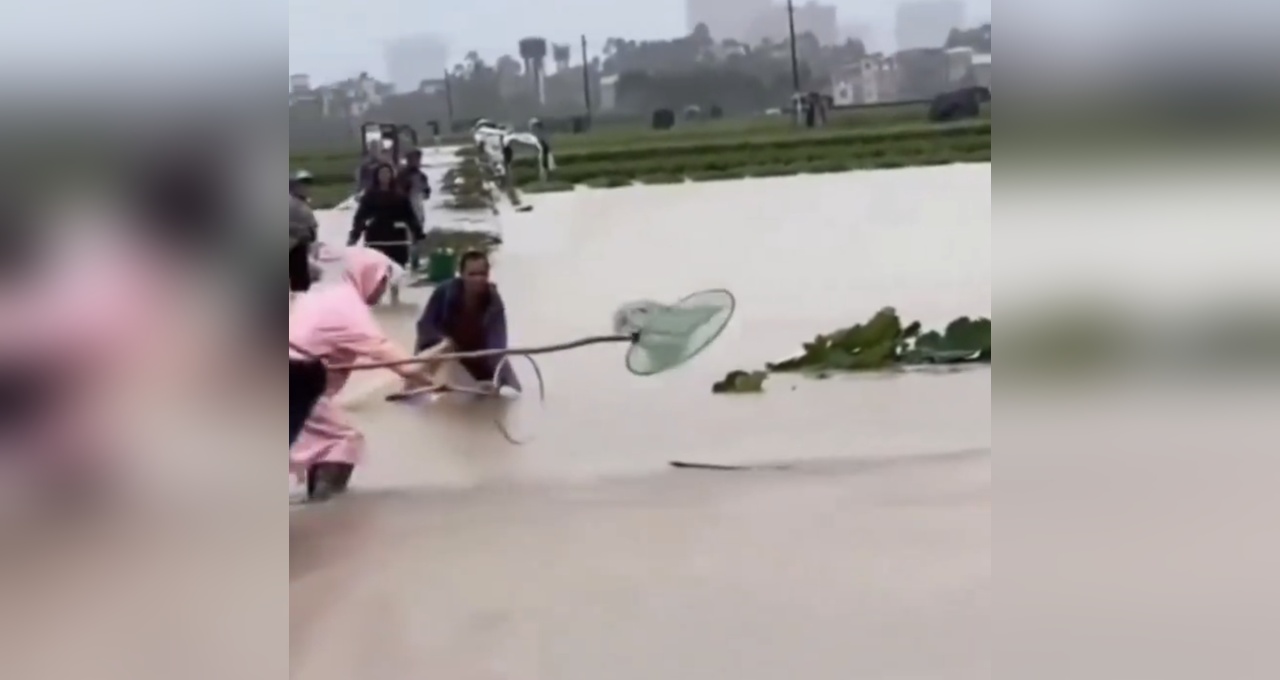 Homem capturando cobras na enchente de Hengzhou, na China. Imagem: Reprodução/X