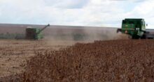 Trabalhadores colhem soja em uma fazenda na cidade de Primavera do Leste, no estado do Mato Grosso, na região central do Brasil