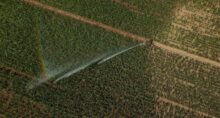 Imagem captada por um drone mostra um aspersor de irrigação borrifando água em um milharal em Saint-Georges-sur-Loire, à medida que a seca se agrava no departamento de Maine-et-Loire durante uma onda de calor que afeta grande parte do país, França.