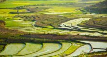Campos de arroz em Madagascar