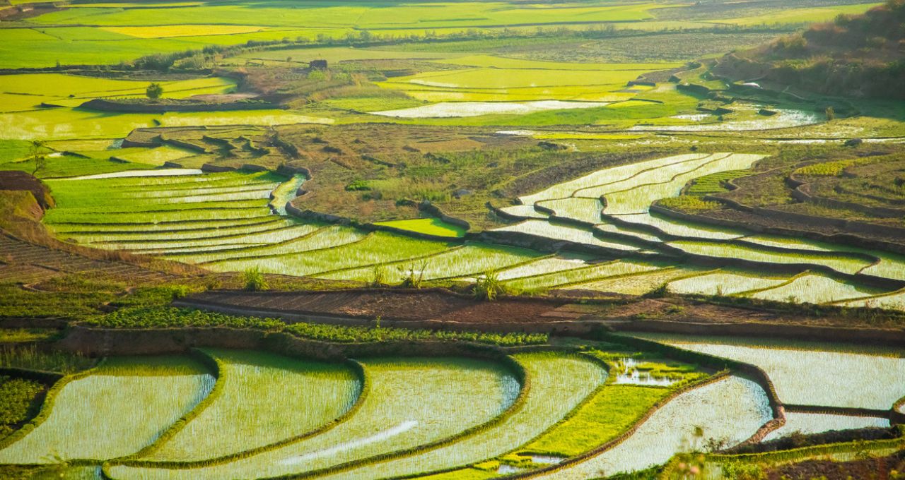 Campos de arroz em Madagascar