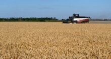 Uma colheitadeira colhe trigo em um campo na Região de Rostov.