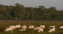 Gado nelore em Bonito (MS)
