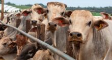 Bovinos em um confinamento na Fazenda CMA, em Barretos, no Estado de São Paulo
