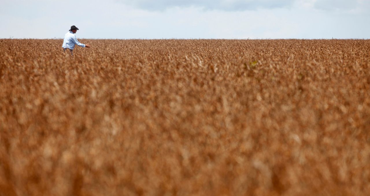 Plantação de soja em Cuiabá