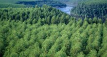 Floresta de eucalipto para produção de celulose na Aracruz.