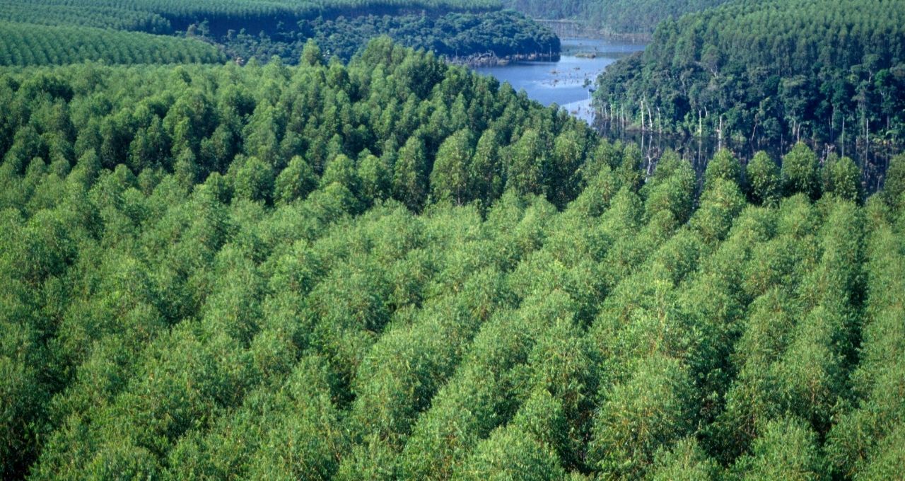 Floresta de eucalipto para produção de celulose na Aracruz.