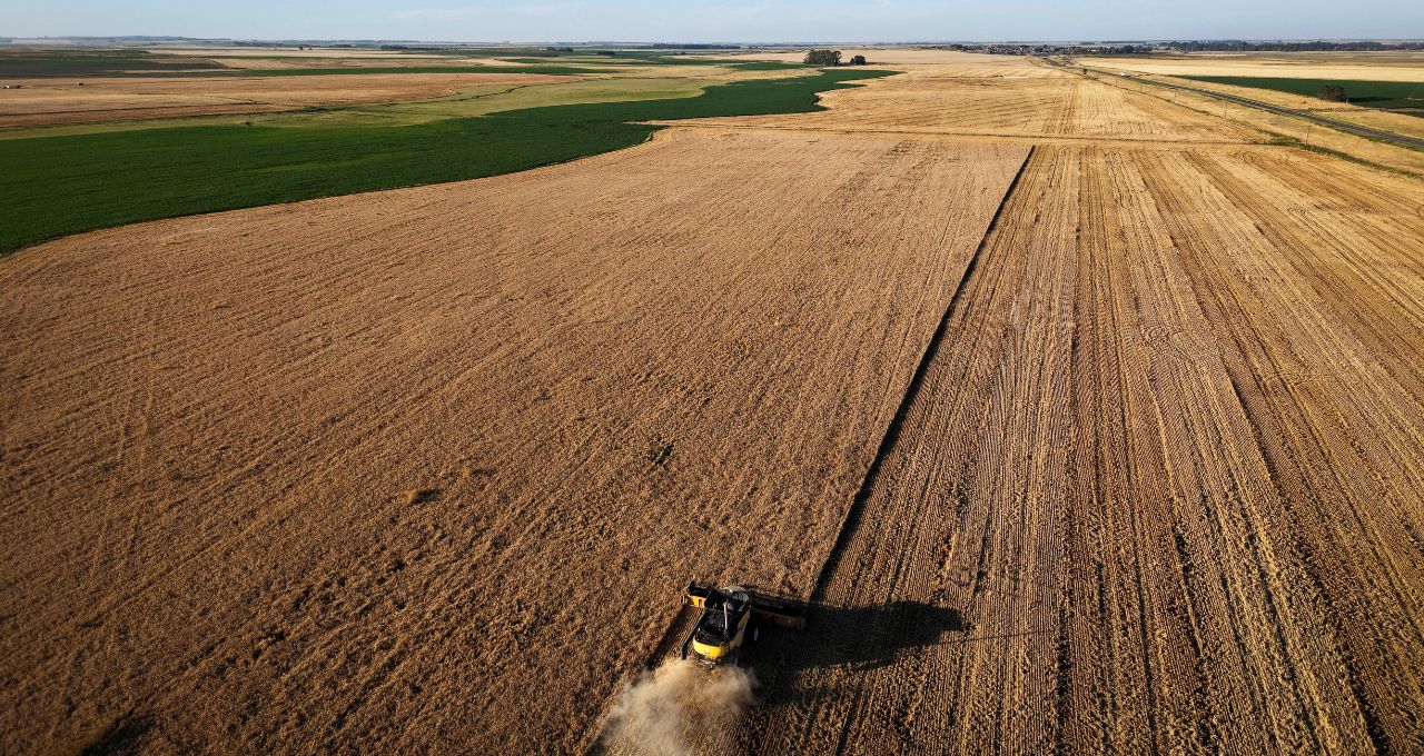 Agricultores argentinos colhem os últimos campos de uma safra de trigo dos sonhos