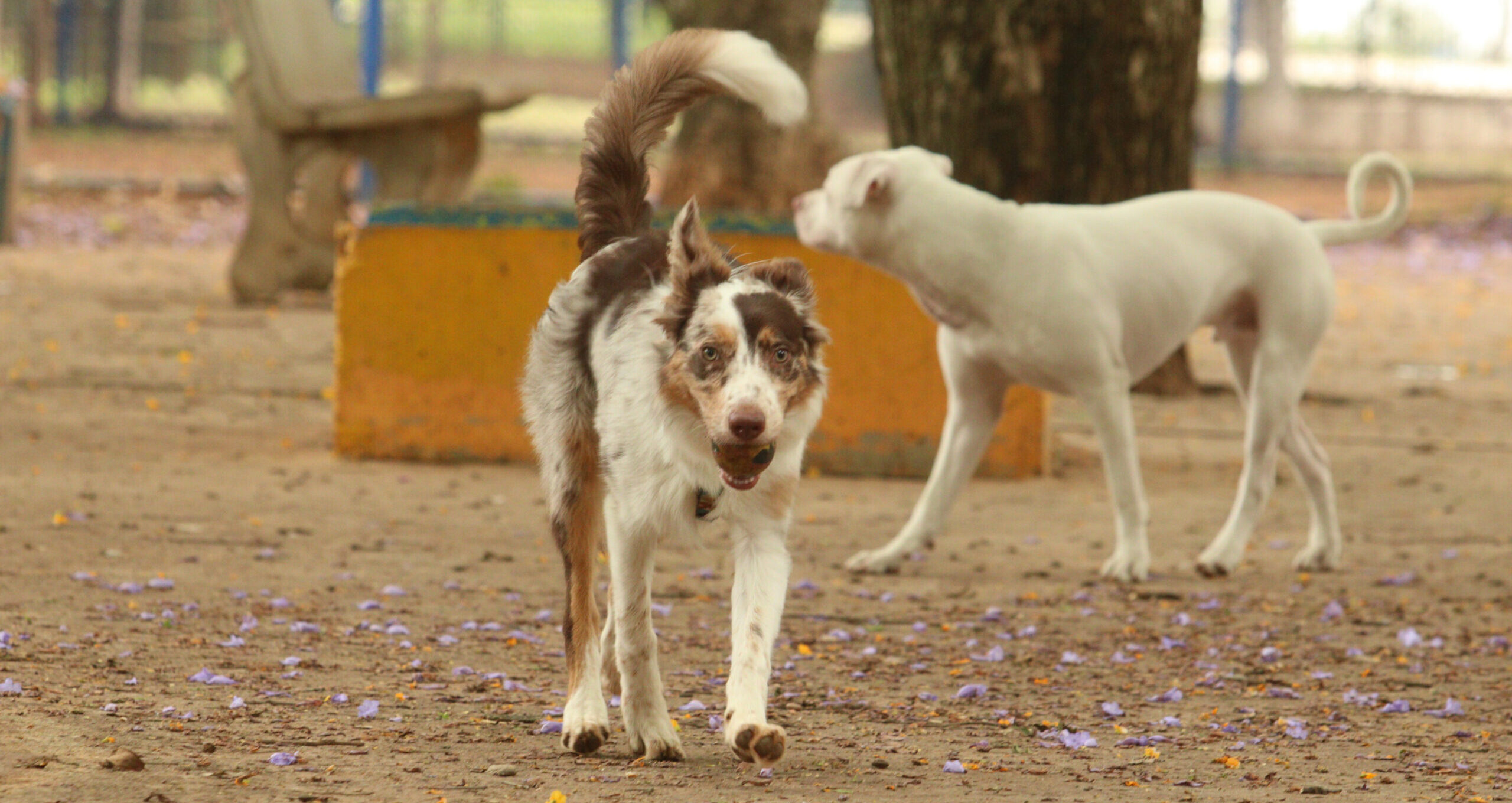 Marco regulatório pretende regulamentar criação e comércio de cães e gatos; microchip