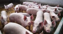 suinocultura suínos el niño carne suína
