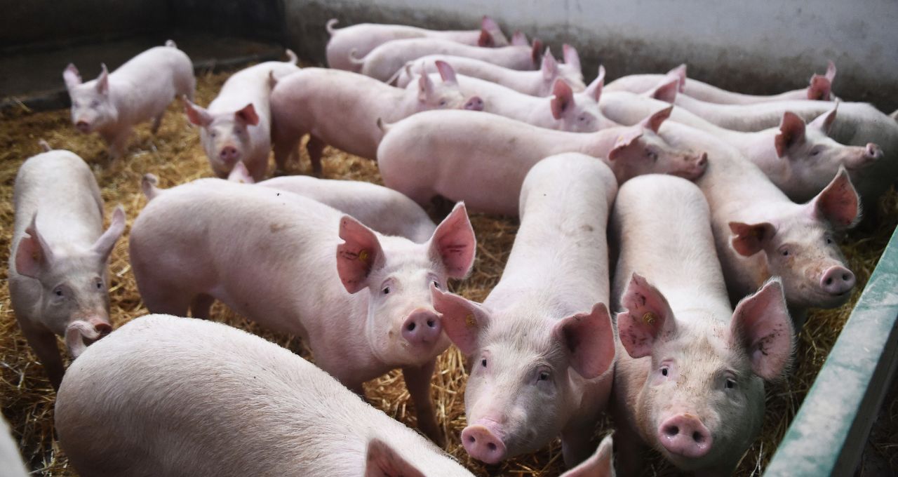 suinocultura suínos el niño carne suína